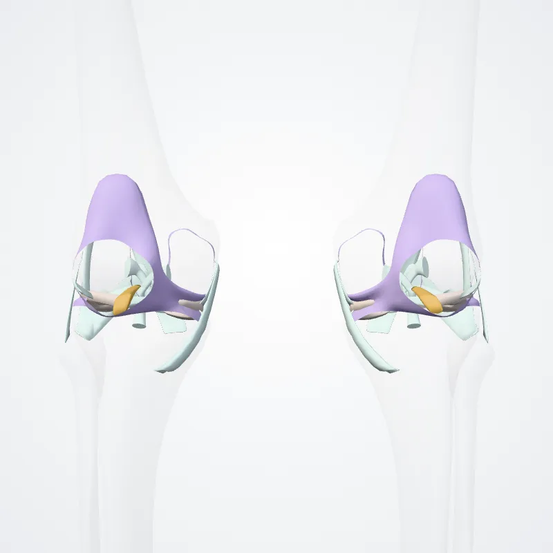 Articulatio genus (Knee joint) hervorgehoben in einem 3D-Modell des menschlichen Körpers