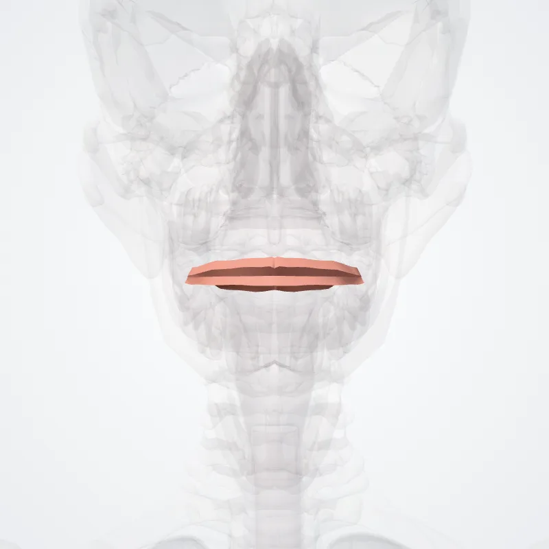 Labial commissure (Commissura labiorum oris) highlighted in a 3D model of the human body