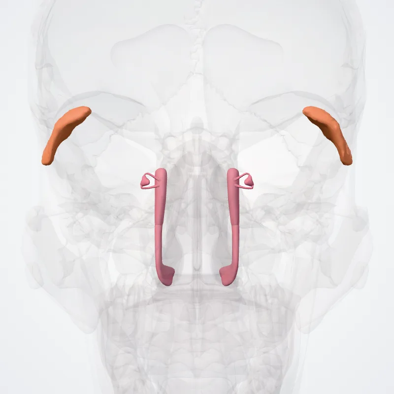Apparatus lacrimalis (Lacrimal apparatus) hervorgehoben in einem 3D-Modell des menschlichen Körpers