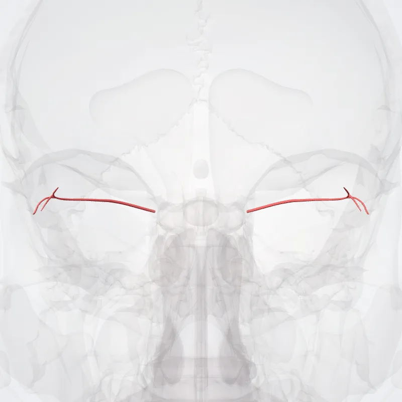 Arteria lacrimalis (Lacrimal artery) hervorgehoben in einem 3D-Modell des menschlichen Körpers