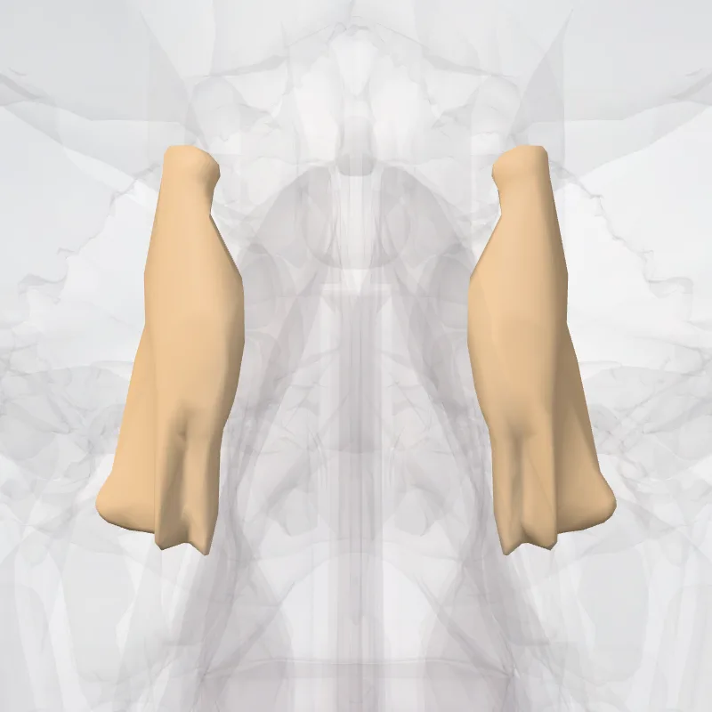 Lacrimal bone (Os lacrimale) highlighted in a 3D model of the human body