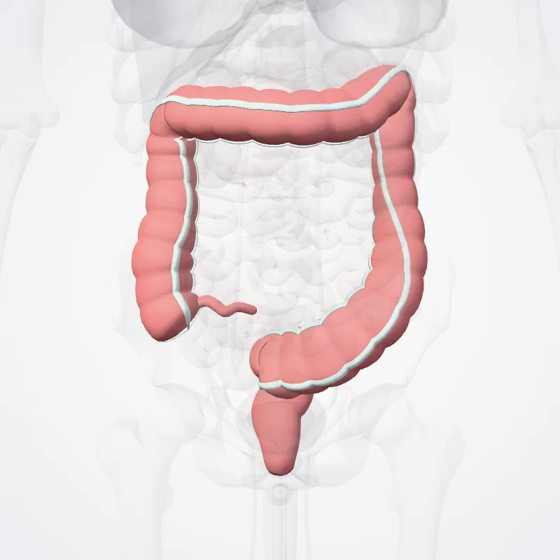 Large intestine (Intestinum crassum) highlighted in a 3D model of the human body