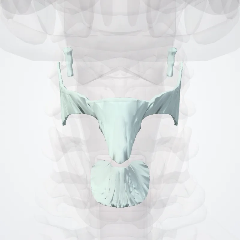 Laryngeal joints (Juncturae laryngis) highlighted in a 3D model of the human body