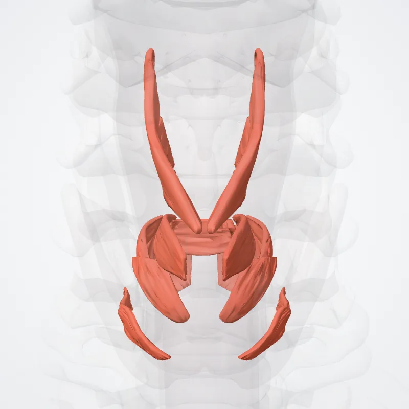 Laryngeal muscles (Musculi laryngis) highlighted in a 3D model of the human body