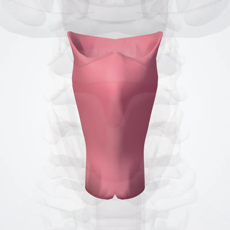 Laryngopharynx (Pars laryngea pharyngis) highlighted in a 3D model of the human body