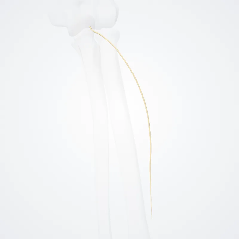 Lateral antebrachial cutaneous nerve (Nervus cutaneus lateralis antebrachii) highlighted in a 3D model of the human body