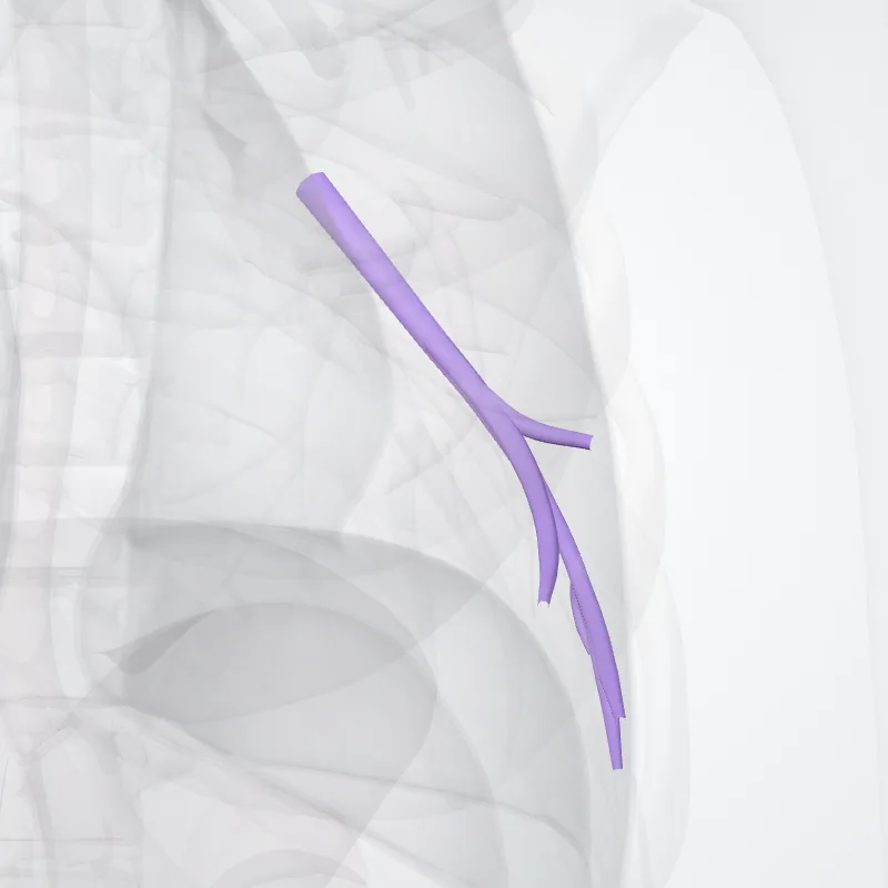 Arteria segmentalis basalis lateralis pulmonis sinistri (Lateral basal segmental artery of left lung) hervorgehoben in einem 3D-Modell des menschlichen Körpers