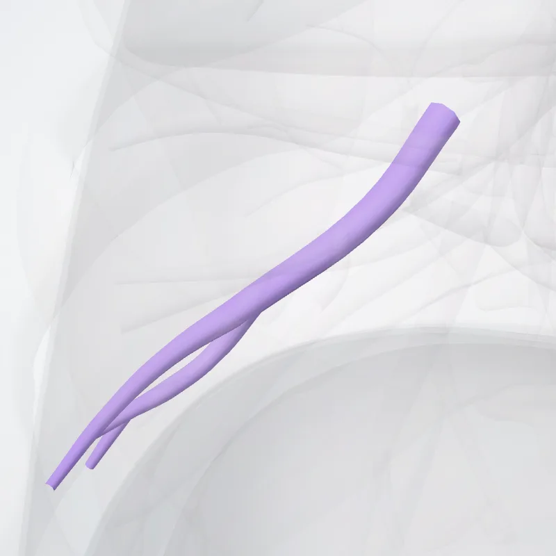 Arteria segmentalis basalis lateralis pulmonis dextri (Lateral basal segmental artery of right lung) hervorgehoben in einem 3D-Modell des menschlichen Körpers