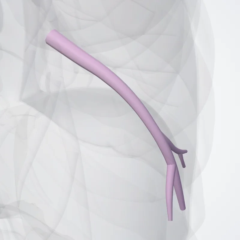 Bronchus segmentalis basalis lat. pulmonis dextri (BIX) (Lateral basal segmental bronchus of right lung (BIX)) hervorgehoben in einem 3D-Modell des menschlichen Körpers