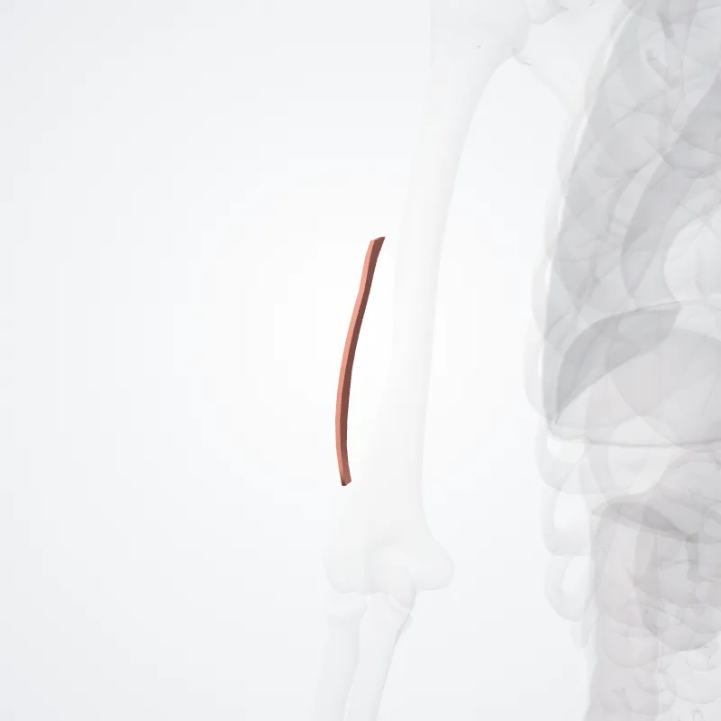 Lateral bicipital groove (Sulcus bicipitalis lateralis) highlighted in a 3D model of the human body