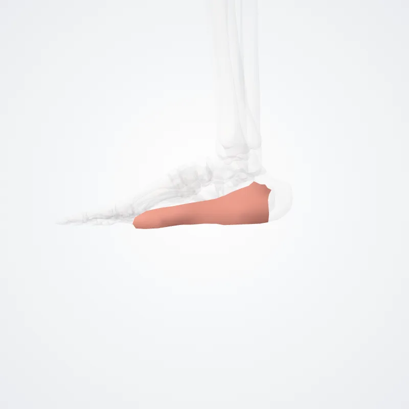 Margo lateralis pedis (Lateral border of foot) hervorgehoben in einem 3D-Modell des menschlichen Körpers