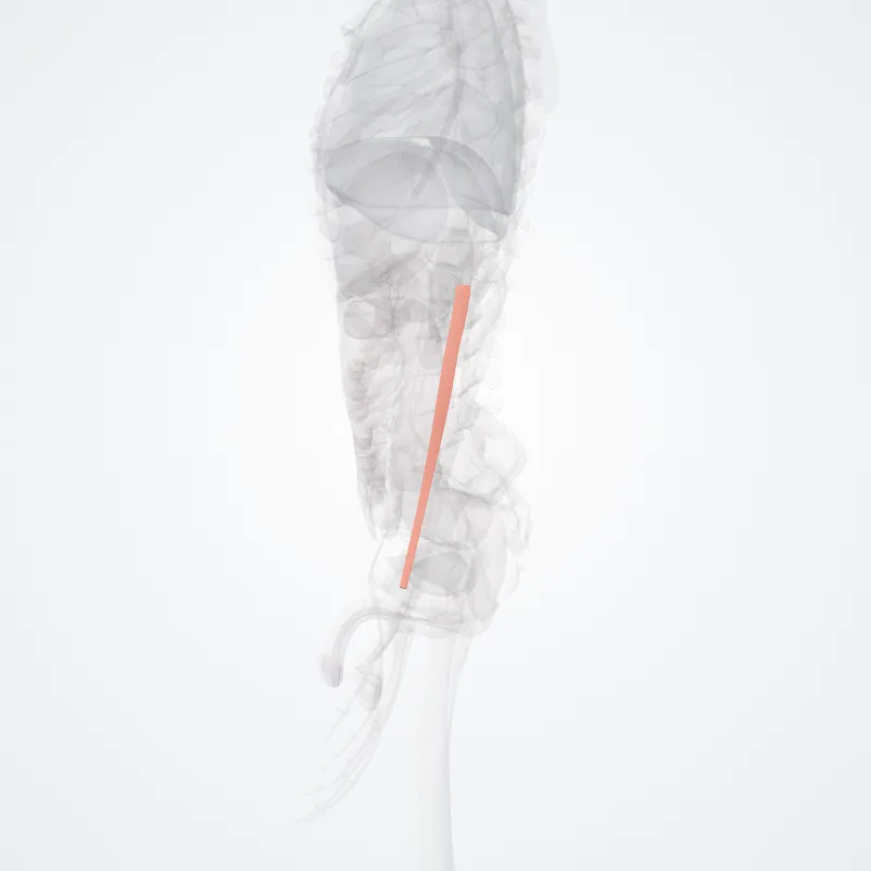 Lateral border of forearm (Margo lateralis antebrachii) highlighted in a 3D model of the human body