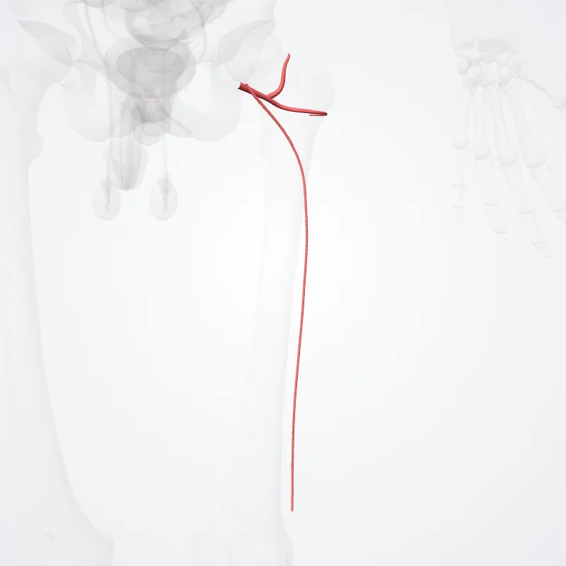 Arteria circumflexa lateralis femoris (Lateral circumflex femoral artery) hervorgehoben in einem 3D-Modell des menschlichen Körpers