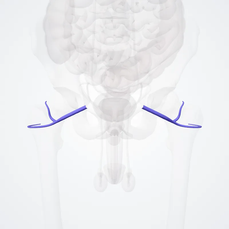 Lateral circumflex femoral veins (Venae circumflexae latérales) highlighted in a 3D model of the human body