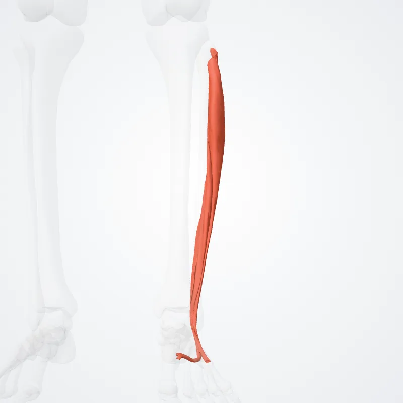 Compartimentum laterale cruris (Lateral compartment of leg) hervorgehoben in einem 3D-Modell des menschlichen Körpers