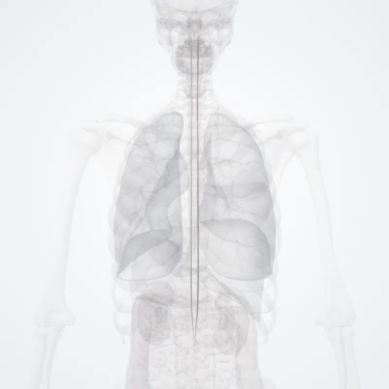 Lateral corticospinal tract (Tractus corticospinalis lateralis) highlighted in a 3D model of the human body
