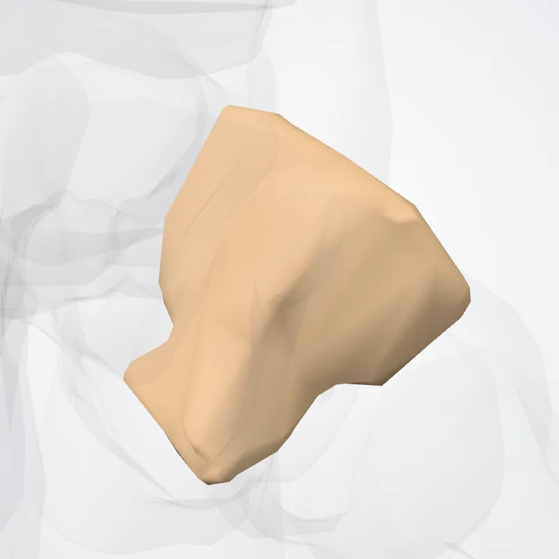 Os cuneiforme laterale (Lateral cuneiform bone) hervorgehoben in einem 3D-Modell des menschlichen Körpers