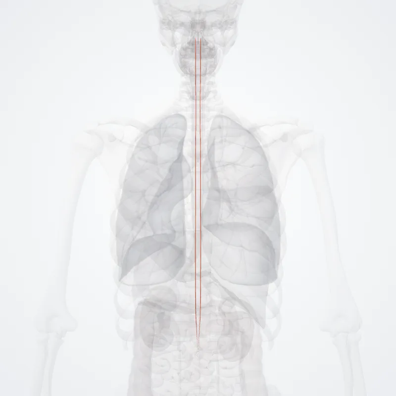 Fasciculus proprius lateralis (Lateral fasciculus proprius) hervorgehoben in einem 3D-Modell des menschlichen Körpers