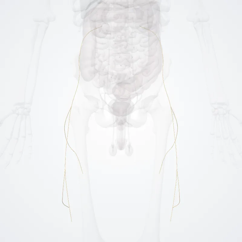 Nervus cutaneus lateralis femoris (Lateral femoral cutaneous nerve) hervorgehoben in einem 3D-Modell des menschlichen Körpers