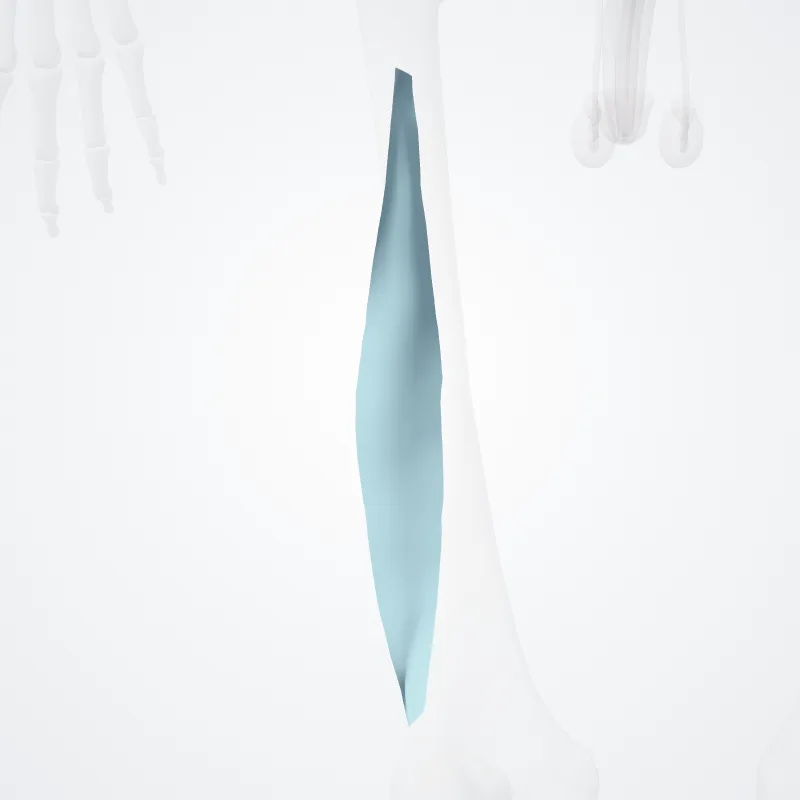 Septum intermusculare laterale femoris (Lateral femoral intermuscular septum) hervorgehoben in einem 3D-Modell des menschlichen Körpers