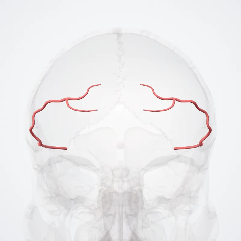 Lateral frontobasal artery hervorgehoben in einem 3D-Modell des menschlichen Körpers
