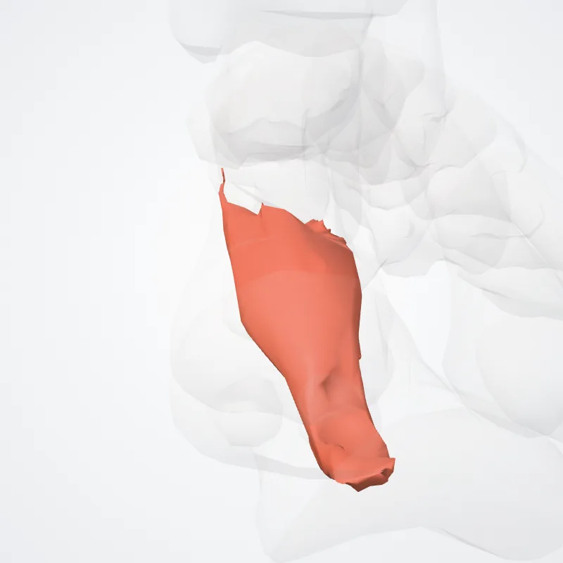 Caput laterale flexoris brevis hallucis (Lateral head of flexor hallucis brevis) hervorgehoben in einem 3D-Modell des menschlichen Körpers