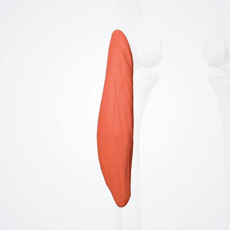 Caput laterale musculi gastrocnemii (Lateral head of gastrocnemius) hervorgehoben in einem 3D-Modell des menschlichen Körpers