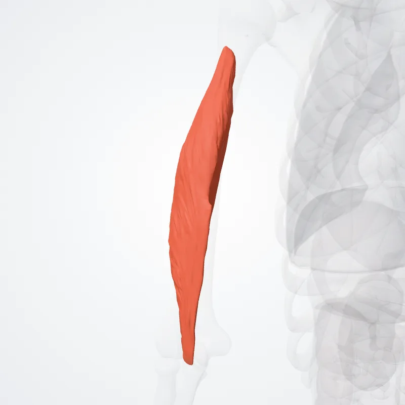 Caput laterale musculi tricipitis brachii (Lateral head of triceps brachii) hervorgehoben in einem 3D-Modell des menschlichen Körpers