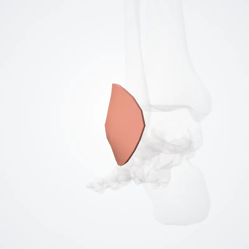 Lateral malleolus (Malleolus lateralis) highlighted in a 3D model of the human body