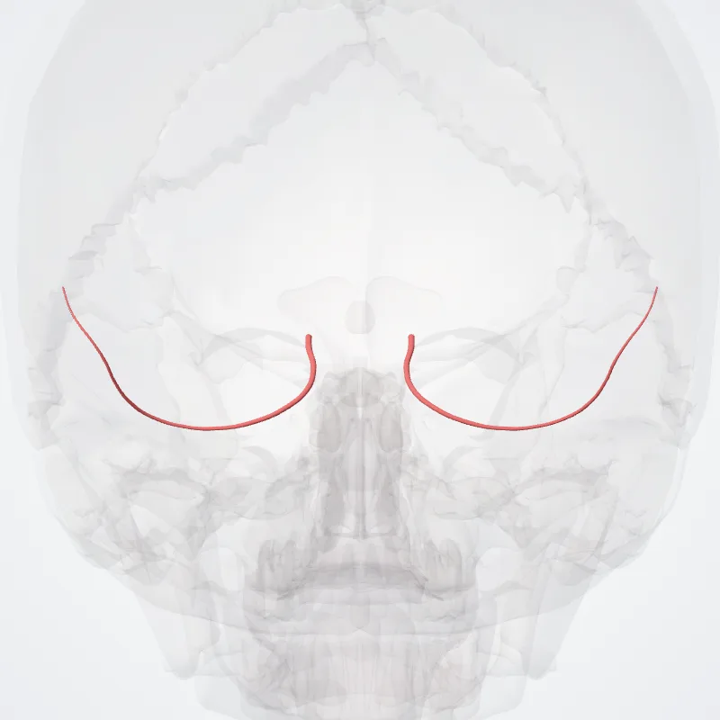 Arteria occipitalis lateralis (Lateral occipital artery) hervorgehoben in einem 3D-Modell des menschlichen Körpers