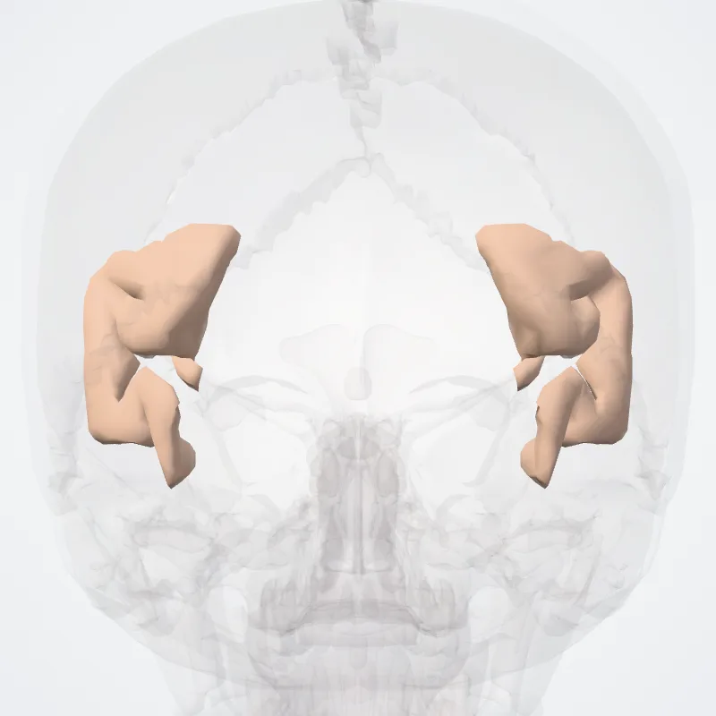 Lateral occipital gyrus (Middle occipital gyrus*) hervorgehoben in einem 3D-Modell des menschlichen Körpers