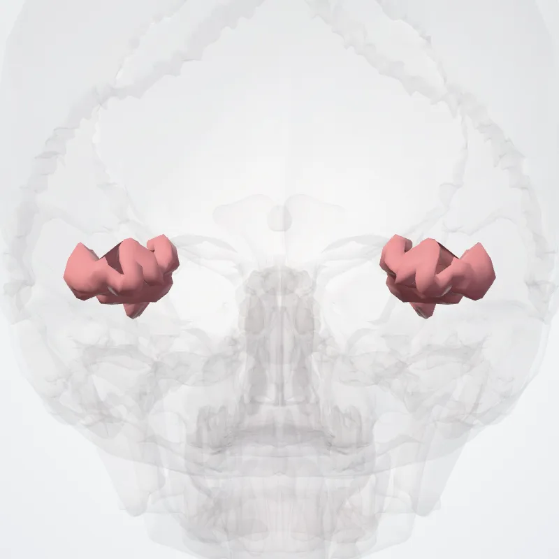 Gyrus occipitotemporalis lateralis (Lateral occipitotemporal gyrus) hervorgehoben in einem 3D-Modell des menschlichen Körpers