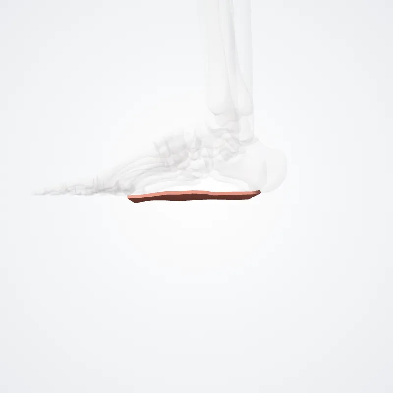 Pars lateralis arcus longitudinalis pedis (Lateral part of longitudinal arch of foot) hervorgehoben in einem 3D-Modell des menschlichen Körpers