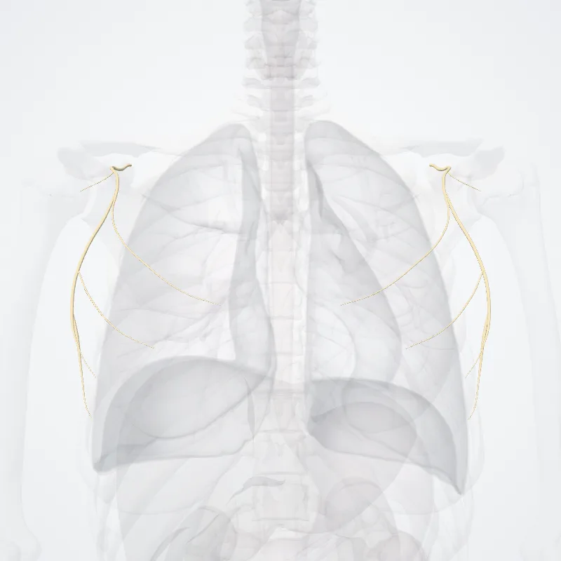 Lateral pectoral nerve (Nervus pectoralis lateralis) highlighted in a 3D model of the human body