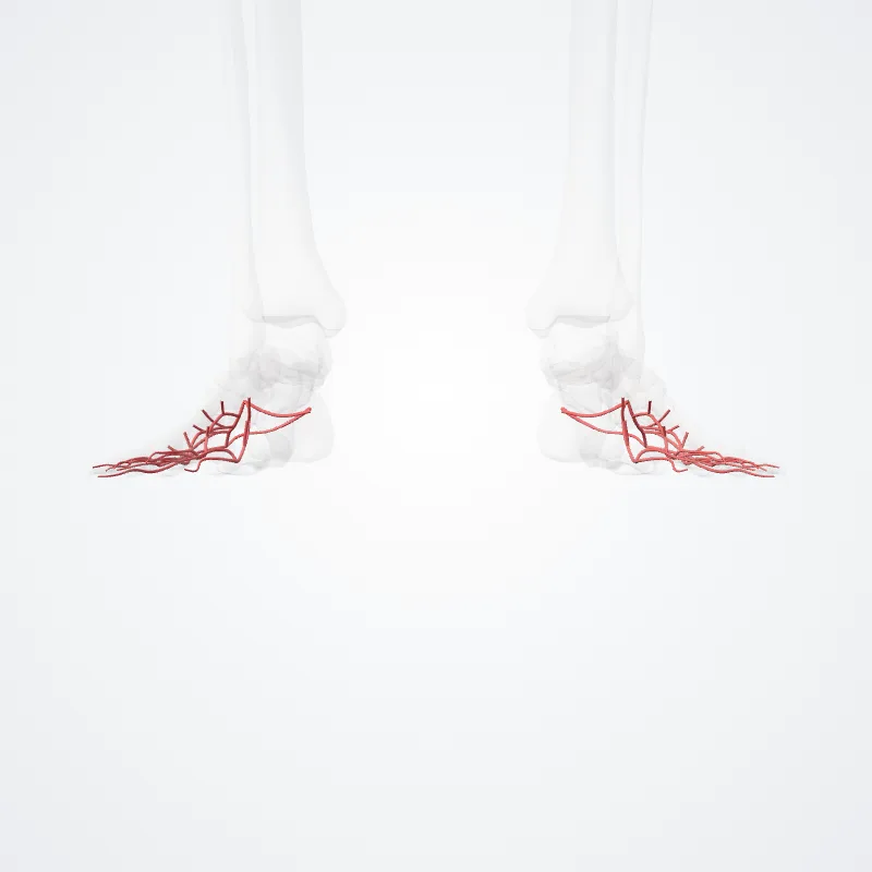 Arteria plantaris lateralis (Lateral plantar artery) hervorgehoben in einem 3D-Modell des menschlichen Körpers