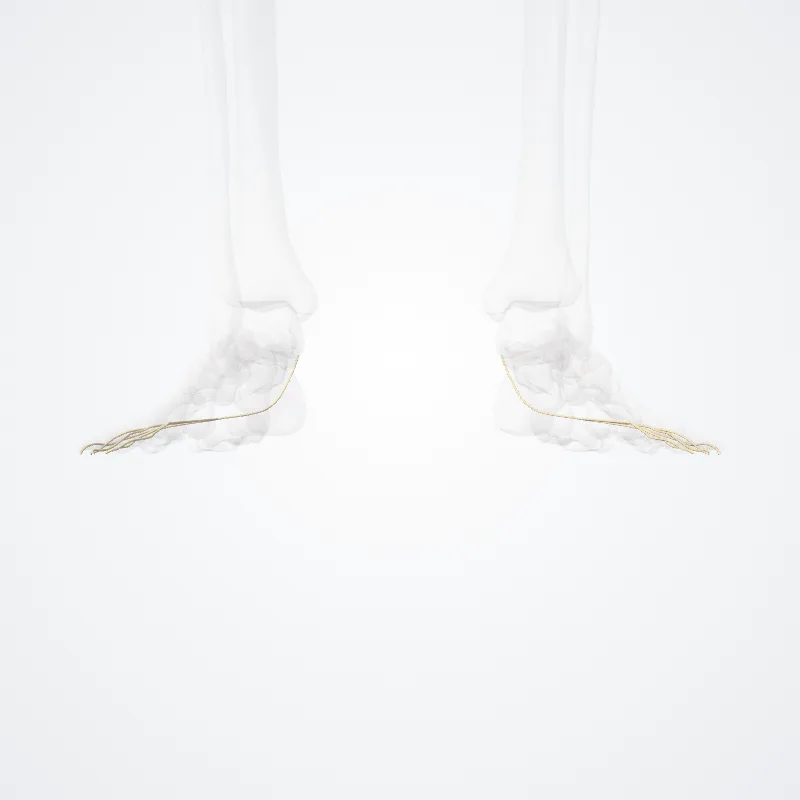 Nervus plantaris lateralis (Lateral plantar nerve) hervorgehoben in einem 3D-Modell des menschlichen Körpers