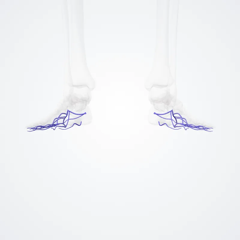 Lateral plantar veins (Venae plantares latérales) highlighted in a 3D model of the human body