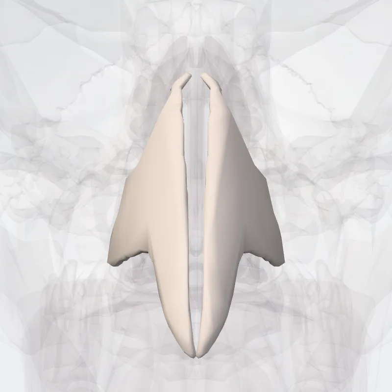 Processus lateralis cartilaginis septi nasi (Lateral process of nasal septal cartilage) hervorgehoben in einem 3D-Modell des menschlichen Körpers