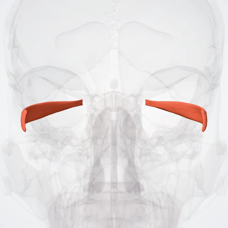 Lateral rectus muscle (Musculus rectus lateralis bulbi oculi) highlighted in a 3D model of the human body