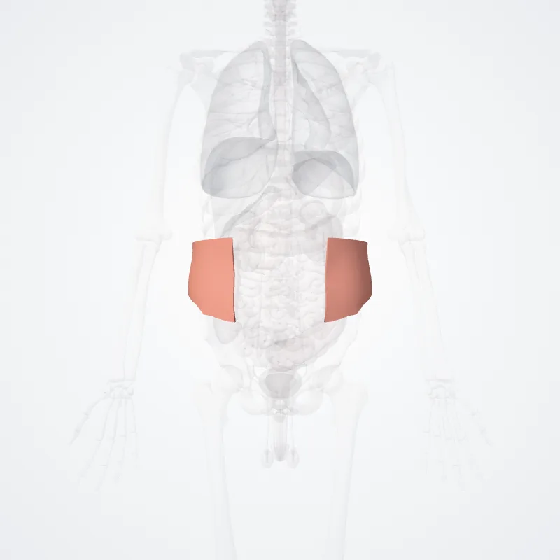 Regio lateralis abdominis (Lateral region of abdomen) hervorgehoben in einem 3D-Modell des menschlichen Körpers