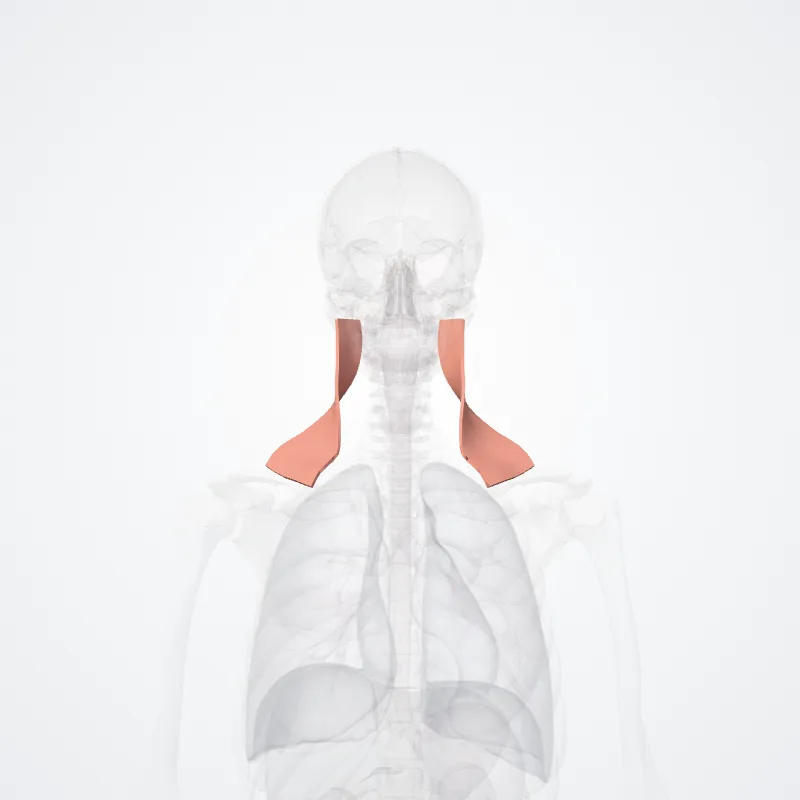Lateral region of neck (Regio lateralis colli) highlighted in a 3D model of the human body