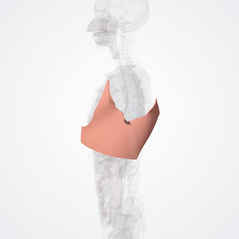 Lateral region of thorax (Regio lateralis thoracis) highlighted in a 3D model of the human body