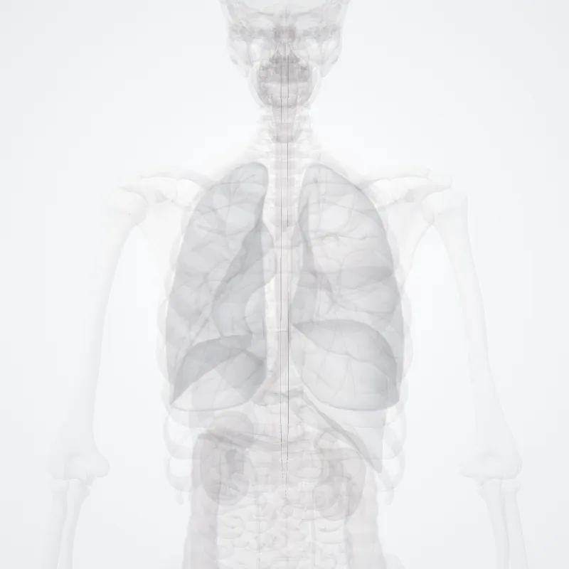 Lateral reticulospinal tract (Tractus reticulospinalis lateralis) highlighted in a 3D model of the human body