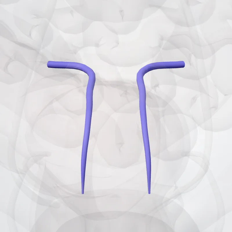 Lateral sacral veins (Venae sacrales latérales) highlighted in a 3D model of the human body