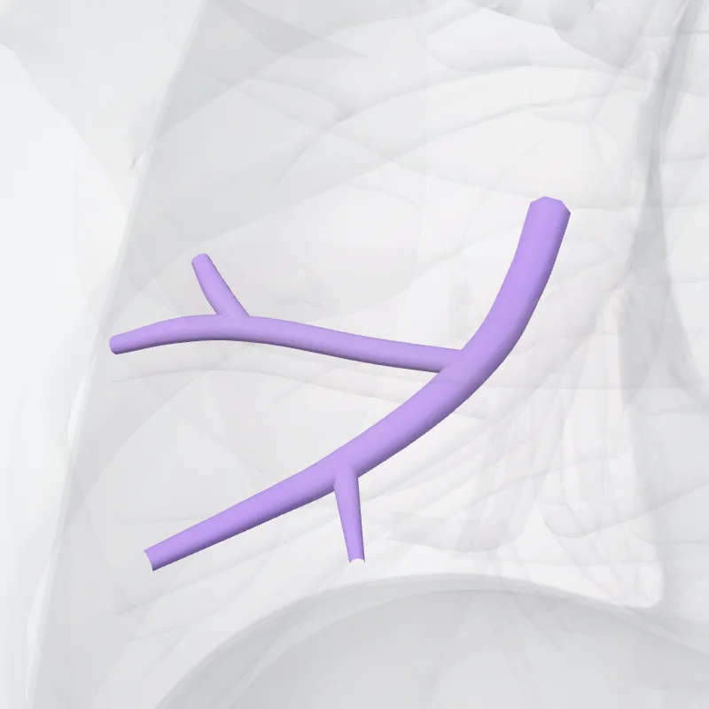 Arteria segmentalis lateralis pulmonis dextri (Lateral segmental artery of right lung) hervorgehoben in einem 3D-Modell des menschlichen Körpers