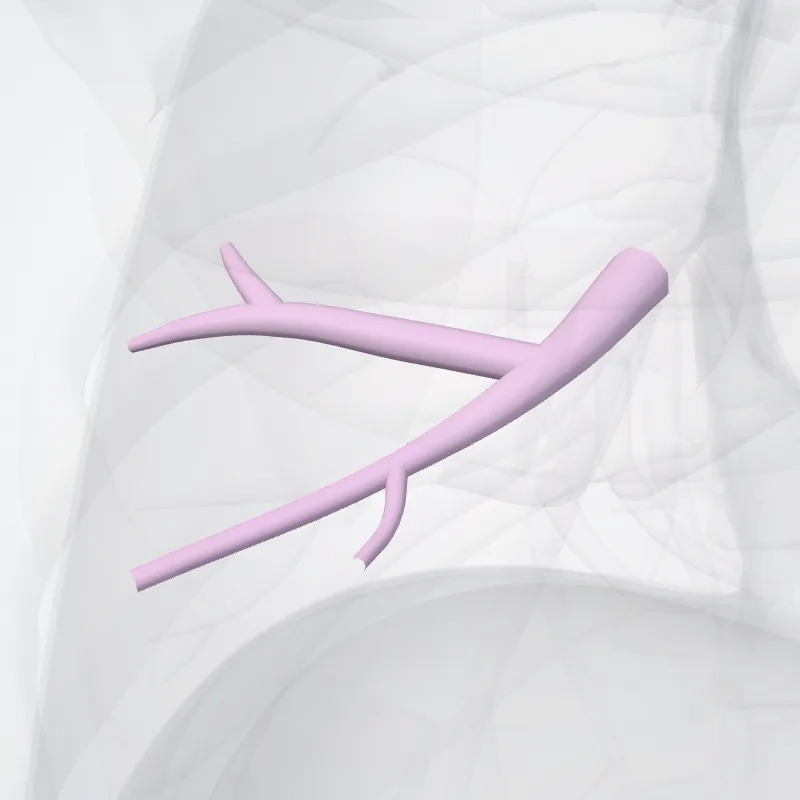 Bronchus segmentalis lateralis pulmonis dextri (BIV) (Lateral segmental bronchus of right lung (BIV)) hervorgehoben in einem 3D-Modell des menschlichen Körpers