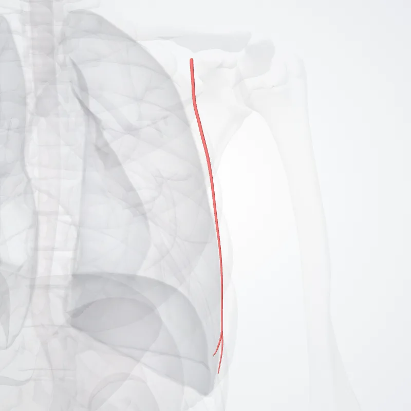 Arteria thoracica lateralis (Lateral thoracic artery) hervorgehoben in einem 3D-Modell des menschlichen Körpers