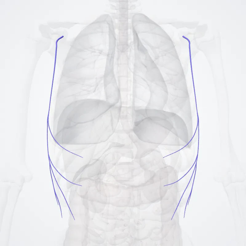 Vena thoracica lateralis (Lateral thoracic vein) hervorgehoben in einem 3D-Modell des menschlichen Körpers