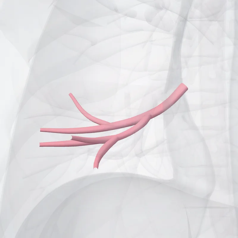Vena lateralis pulmonis dextri (Lateral vein of right lung) hervorgehoben in einem 3D-Modell des menschlichen Körpers