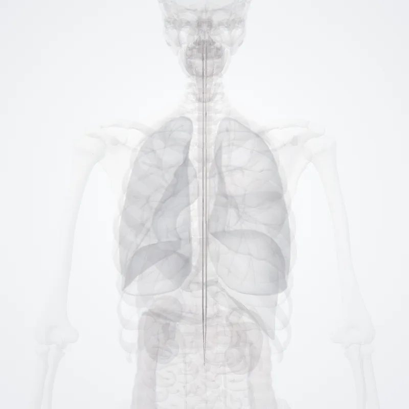 Lateral vestibulospinal tract (Tractus vestibulospinalis lateralis) highlighted in a 3D model of the human body
